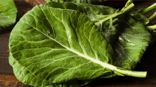 Couve: conheça os benefícios deste superalimento para a saúde