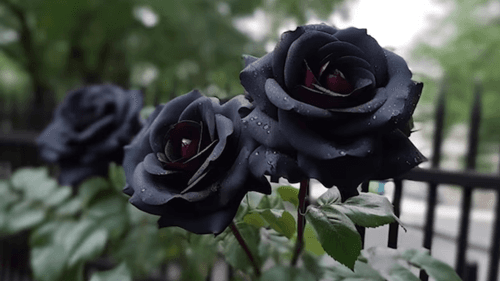 As Raras Rosas Negras da Turquia encantam o mundo