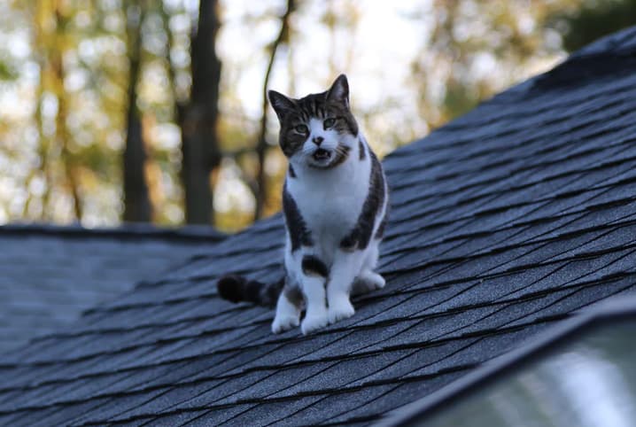 Jovem tenta resgatar gato do telhado desequilibra cai e morre em Ilhéus-BA
