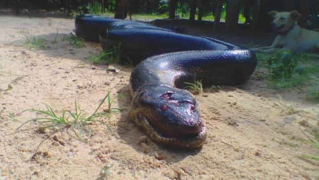 ‘Anaconda’ é morta após atacar cachorro que brincava com criança, no Pará