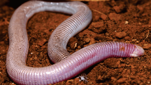 Bahia: Nova espécie de Cobra-de-Duas-Cabeças é descoberta em área da BAMIN