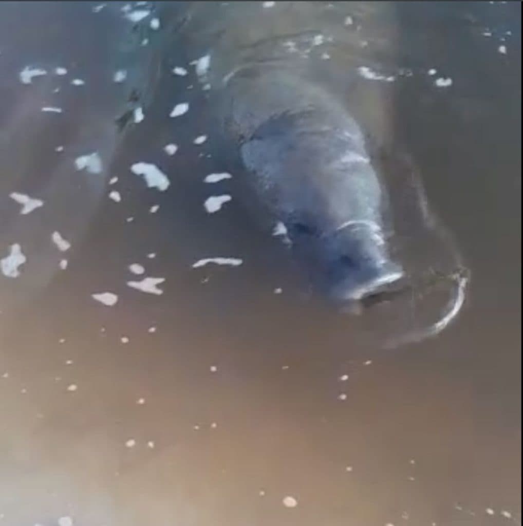 Animal desconhecido é avistado na boca da barra em ilhéus ;assista o vídeo