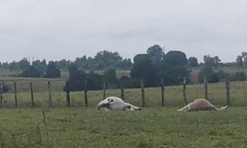 Três jumentos são eletrocutados por fio de alta tensão em fazenda
