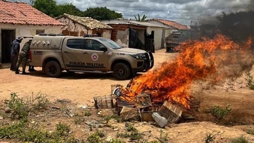 PMBA e SEMA resgatam 31 aves em operação contra criadouro ilegal na Bahia