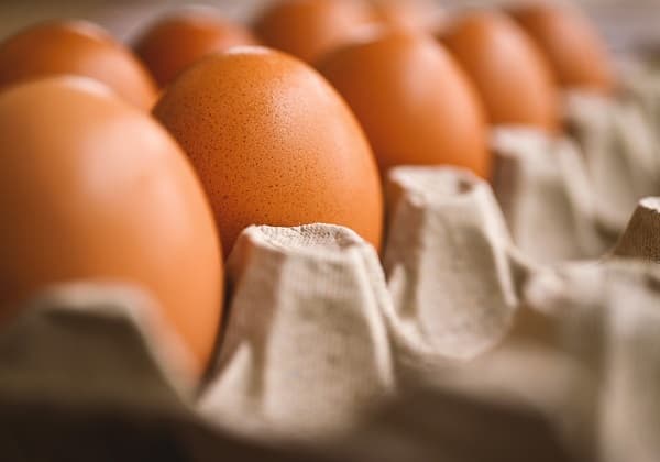 Produção de ovos na Bahia registra maior recorde no 2º trimestre em 35 anos