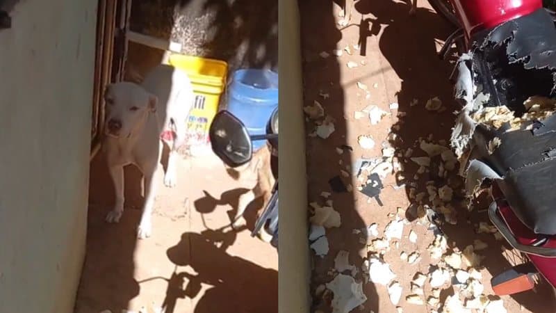 Pit bull destrói moto de tutora e mulher não perdoa