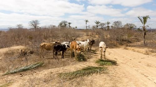 Alerta do Inmet: Chuvas intensas e ventos fortes afetam 12 Estados e o Distrito Federal