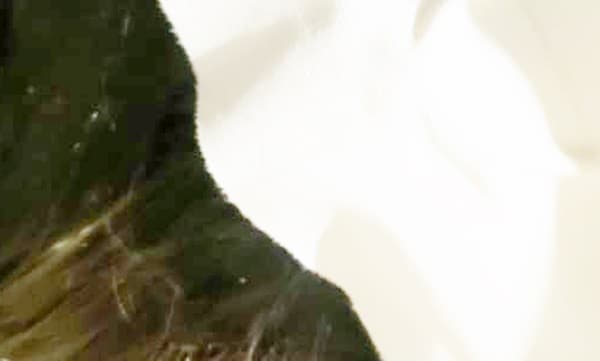 Mulher é agredida com coronhadas durante assalto no Verde Vida