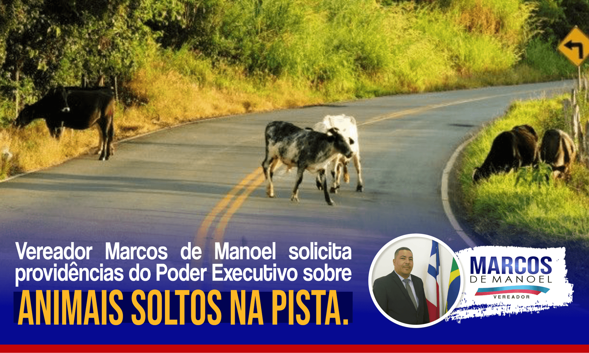 Vereador Marcos de Manoel solicita providências do Poder Executivo sobre animais soltos na pista