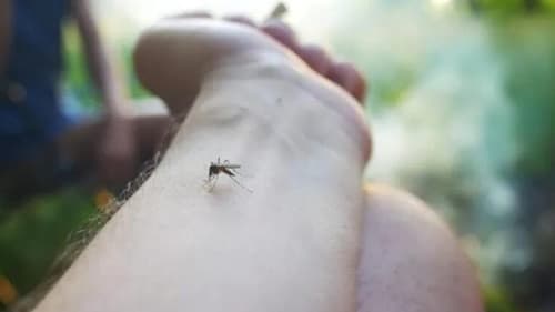 Casos Confirmados de Febre Oropouche na Bahia Sobem para 690; confira as cidades