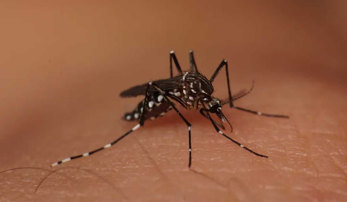 Feira de Santana decreta estado de emergência por causa da Dengue