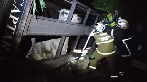 Bombeiros resgatam mais de 60 bois após tombamento de caminhão