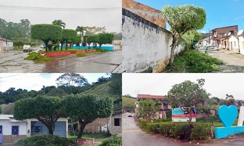 Ibirataia: Prefeitura realiza serviço de poda de árvores e jardinagem no Distrito de Algodão.