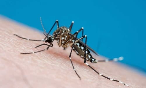 Brasil se aproxima de 5 mil mortes por dengue em 2024