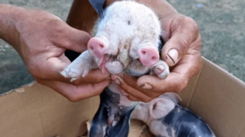 Porco nasce com duas cabeças e chama atenção de moradores em distrito de Feira de Santana