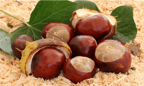 Castanha-da-Índia: o que é, benefícios e cuidados ao consumir