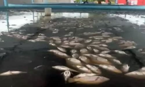 Queda de energia provoca morte de 14 mil peixes em distrito de Feira de Santana