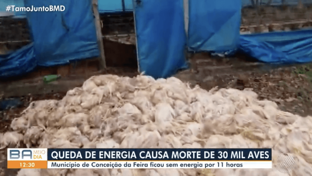 Queda de energia elétrica provoca morte de 30 mil frangos no interior da Bahia