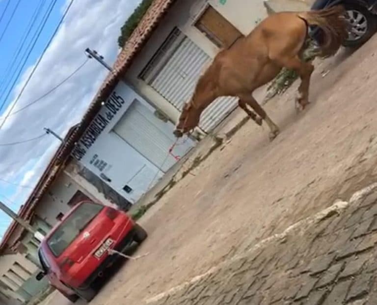 MP denuncia e pede prisão de comerciante flagrado arrastando égua com carro em Porções