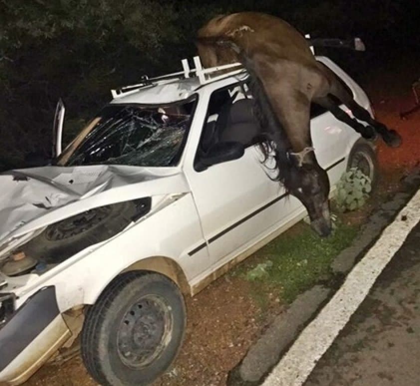 Cavalo vai parar em cima de teto de carro na região de Guanambi durante acidente