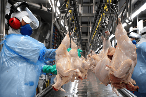 Preços da Carne de Frango sobem em setembro com recorde de abates