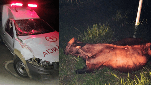 Ibirataia: Ambulância colide com vaca na BA-120
