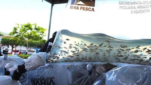 Ibirataia:  ATENÇÃO PRODUTORES RURAIS! Entrega de alevinos na próxima terça-feira