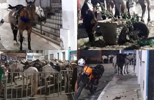 Ibirataia: Moradora faz denúncia de que pracinha em frente à igreja virou estábulo durante a Cavalgada da nossa Terra; veja as fotos