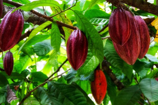 Prefeitura de Ibirataia realiza Curso de Poda de Cacau