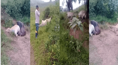 Raio atinge fazenda e mata seis cabeças de gado em Presidente Tancredo Neves