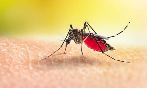 Brasil já registra 329 mortes por dengue em 2024 com mais de 1 milhão de notificações.