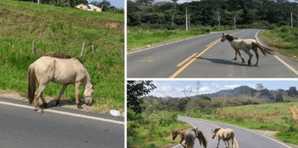 Ibirataia: Animais são flagrados novamente próximo ao trecho onde ocorreu acidente fatal na BA-120