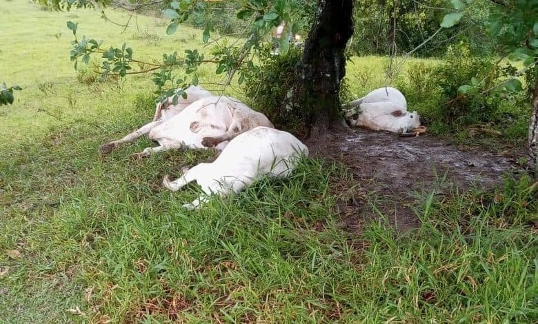 Raio mata bois na zona rural de cidade na Bahia