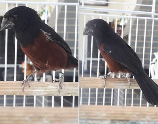 Proprietário de curió oferece recompensa para quem encontrá-lo
