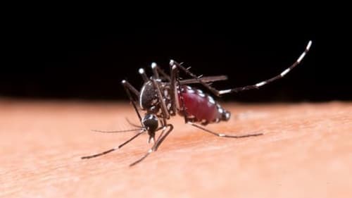 Mortes por dengue na Bahia chegam a 121