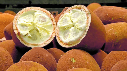 Cupuaçu: O superalimento da Amazônia que conquista o mundo
