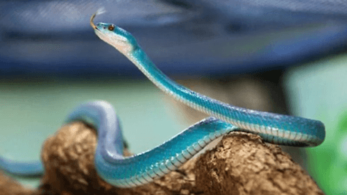 Serpente azul resgatada no extremo sul da Bahia é batizada de 'Rita Lee'
