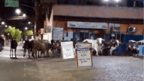 Ibirataia: Animais soltos nas ruas colocam motoristas em perigo à noite