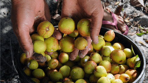 Mangaba: A fruta rica em nutrientes e cheia de benefícios para a saúde