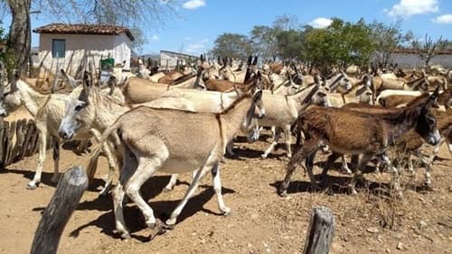 Brasil perde 94% dos jumentos em 30 anos e corre risco de extinção da espécie