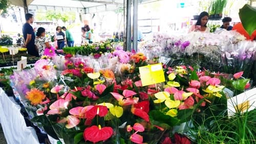 Ipiaú em Flor: Feira de Flores de Holambra acontecendo na Praça Rui Barbosa