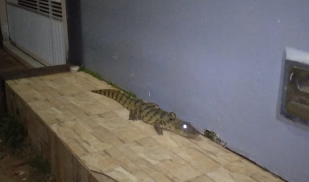 Jacaré é encontrado próximo a residências no bairro AABB