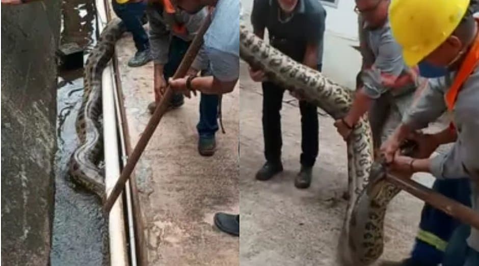 Sucuri gigante invade usina da Chesf na Bahia e sai carregada por 11 homens