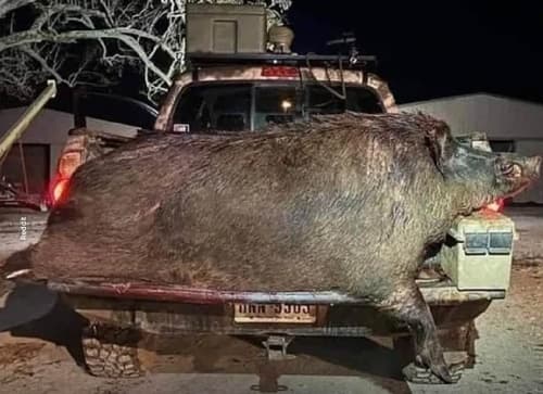 Cruzamento de porcos e javalis gera espécie híbrida preocupante