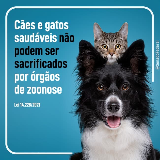 VOCÊ SABIA? Cães e gatos não podem ser sacrificados por orgão de zoonose?