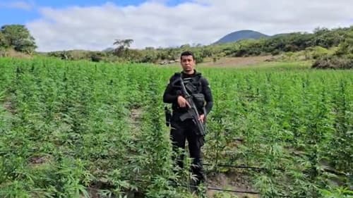 Polícia erradica 200 mil pés de maconha e causa prejuízo de R$ 45 milhões ao tráfico na Bahia