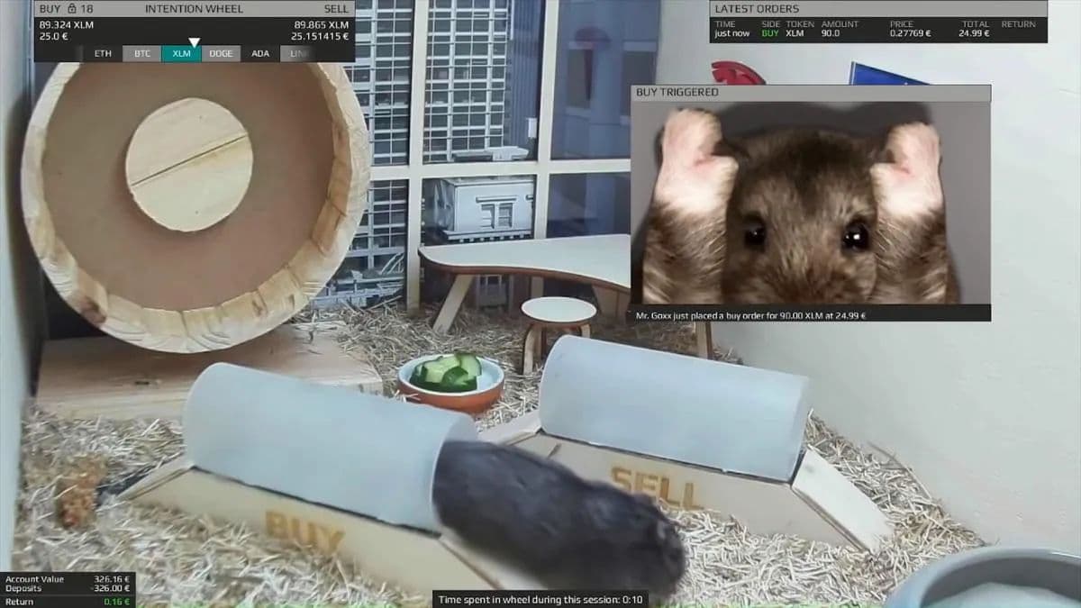 Hamster vira ‘trader’ de criptomoedas e já acumula 20% em três meses