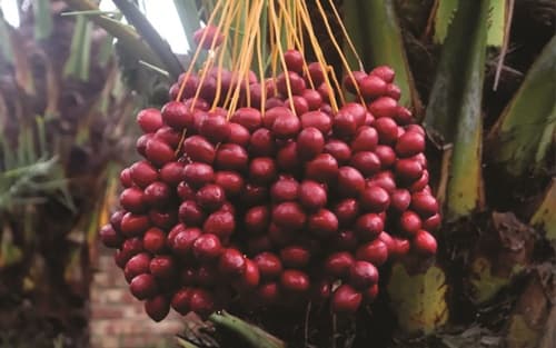 Fruta mais doce do mundo pode ser cultivada em casa com facilidade