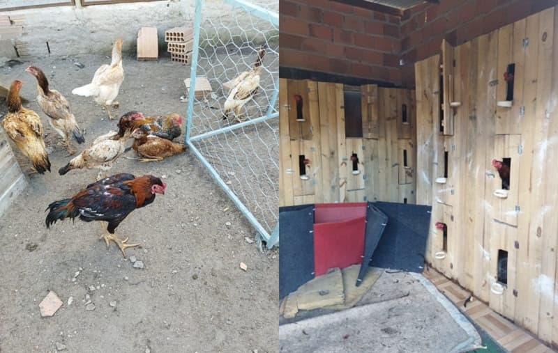 Polícia Militar estoura Rinha de Galos e apreende animais e pessoas por maus tratos na Bahia