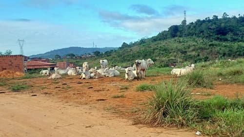 Ibirataia: Morador denuncia perigo de animais soltos no Bairro Ponto Chic 2